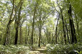 🌳 우타사이 너도밤나무 희귀 개체군 보호림 (우타사이 부나 키쇼코타이군 호고린) 이미지 1